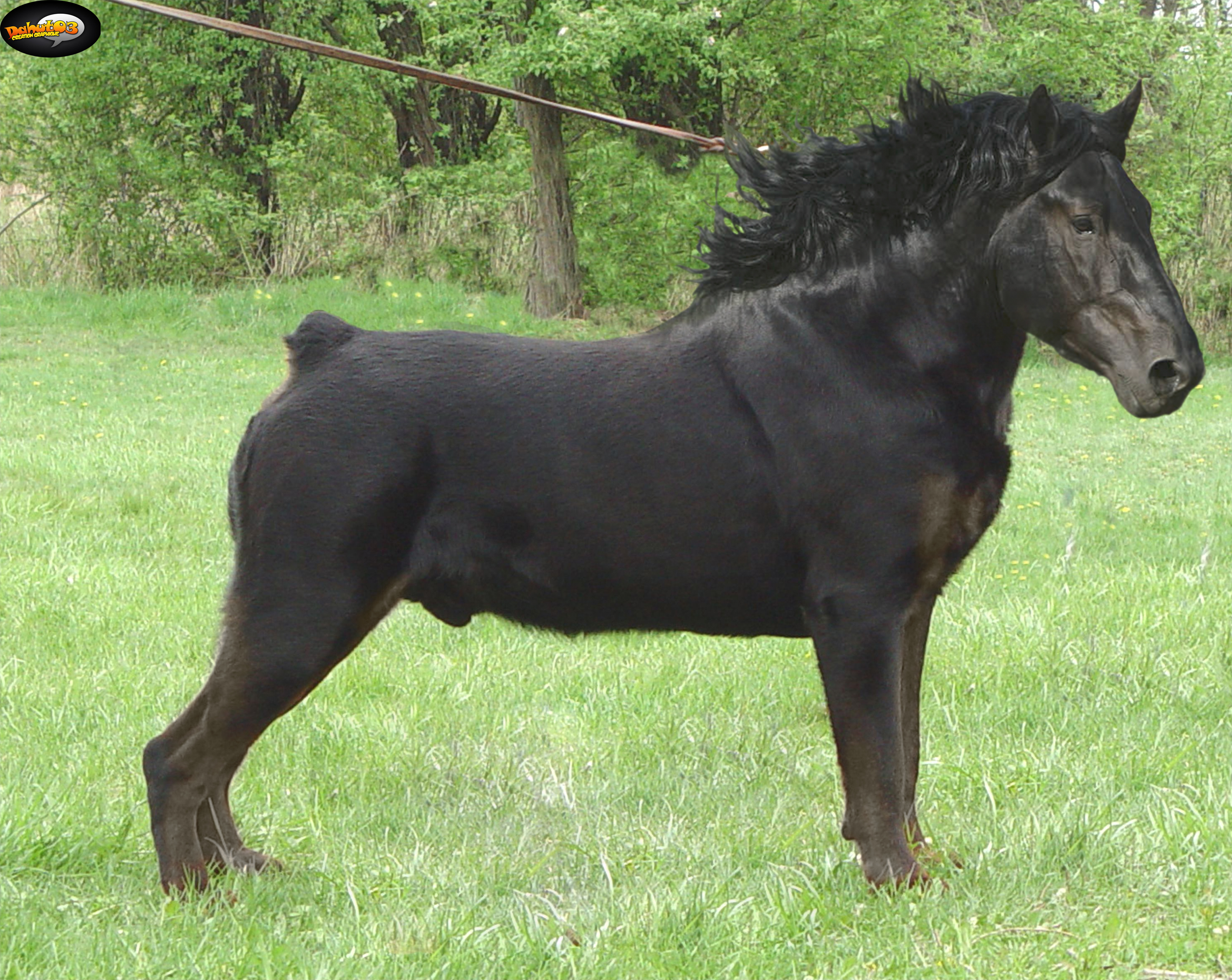 cheval-rottweiler-noirci